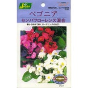 KS200シリーズ(草花) No.239 ベゴニア センパフローレンス混合