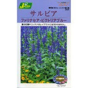 KS200シリーズ(草花) No.254 サルビア ファリナセア・ビクトリアブルー