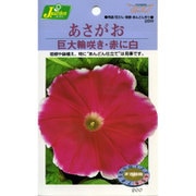 KS200シリーズ（草花） No.269 あさがお 巨大輪咲き・赤に白