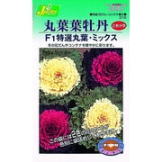 KS300シリーズ [丸葉葉牡丹 F1特選丸葉 ミックス 草花300 315]