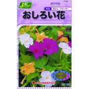 KS150シリーズ [おしろい花 草花150 716]