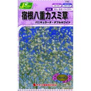 KS150シリーズ [宿根八重カスミ草 パニキュラータ ダブルホワイト 草花150 745]