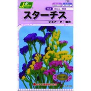 KS150シリーズ [スターチス シヌアータ 混合 草花150 748]
