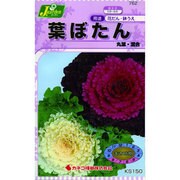 KS150シリーズ [葉ぼたん 丸葉 混合 草花150 762]