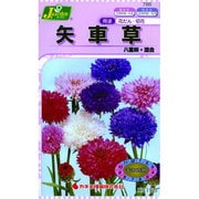 KS150シリーズ [矢車草 八重咲 混合 草花150 786]