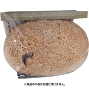 Dino Egg 発掘（小）