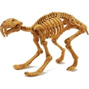 Skeleton Kits サーベルタイガー [バラエティー雑貨]