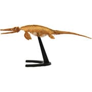 Skeleton Kits イクチオサウルス [バラエティー雑貨]