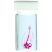 KM962254 [透明標本 北米淡水カレイ 9ml]