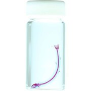 KM962257 [透明標本 クーリーローチ 30ml]
