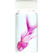 KM962258 [透明標本 琉金 30ml]