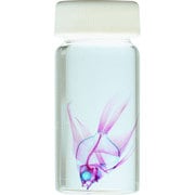KM962259 [透明標本 エンゼル 30ml]