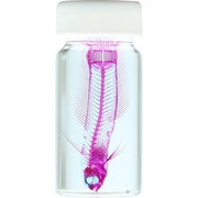 KM962260 [透明標本 ハタタテハゼ 30ml]