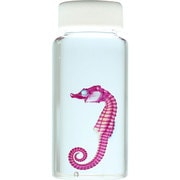 KM962266 [透明標本 タツノオトシゴ 50ml]