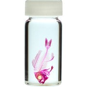 KM962273 [透明標本 デバスズメダイ 30ml]