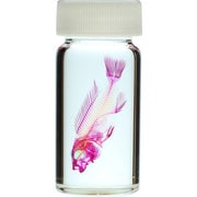 KM962275 [透明標本 アーリー 30ml]
