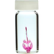 KM962276 [透明標本 ホンコンプレコ 30ml]