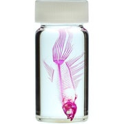 KM962277 [透明標本 ベタ 30ml]