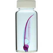 KM962280 [透明標本 ブラックゴースト 50ml]