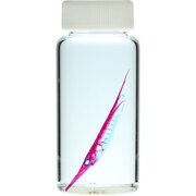 KM962281 [透明標本 ヘコアユ 50ml]