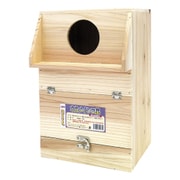 オカメインコ巣