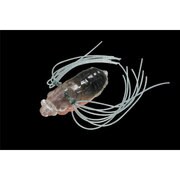 095043 [イケゼミ クリアークマゼミ]