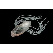 095074 [イケゼミ クリスタルシロヒトリ]