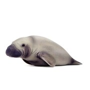 56015 SEA ANIMALS マナティー
