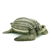 56022 SEA ANIMALS レザーバックタートル
