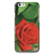 CBY-I6-073 [iPhone 6/6sケース Floral patterns09B]