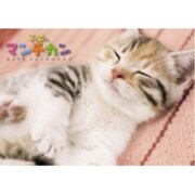 CL-372 [子猫のマンチカン 2015年 カレンダー]