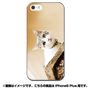 ip6l-0423-uvbase-cl [デザインケース iPhone 6 Plus/6s Plus 5.5インチ Real Cat Attention]
