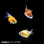 ピンポンパール Sサイズ 2-3cm 5匹セット [金魚]