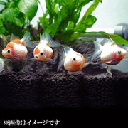 ピンポンパール Mサイズ 3匹セット [金魚]
