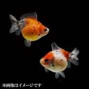 キャリコピンポンパール ショートテール 当歳 3匹セット [金魚]