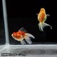 更紗浜錦 当歳 3匹セット [金魚]