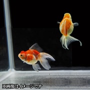 更紗浜錦 当歳 3匹セット [金魚]