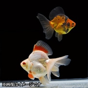 琉金 ブロードテール 当歳 3匹セット [金魚]