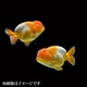 更紗らんちゅう 当歳 3匹セット [金魚]