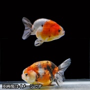 江戸錦 当歳 3匹セット [金魚]