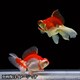 蝶尾 当歳 3匹セット [金魚]