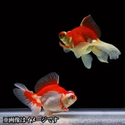 蝶尾 当歳 3匹セット [金魚]