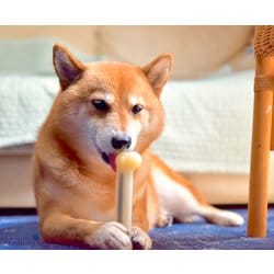 ヨドバシ Com プラッツ Platz Sporn スポーン マローボーン プチ 犬用おもちゃ 通販 全品無料配達