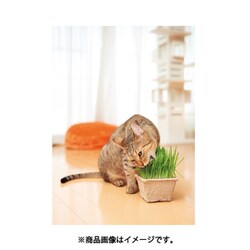 ヨドバシ Com エイムクリエイツ Aim Create Green Labo グリーンラボ 犬と猫が好きな草のタネ 0g 猫草 通販 全品無料配達