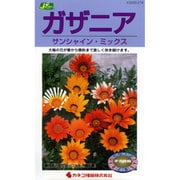 KS200シリーズ（草花） No.214 ガザニア サンシャイン・ミックス