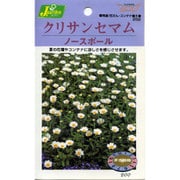KS200シリーズ（草花） No.252 クリサンセマム ノースポール