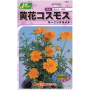 KS150シリーズ 黄花コスモス モーニングライト 150 724