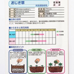 ヨドバシ Com カネコ種苗 ジェーガーデン J Garden Ks100シリーズ 草花 No 010 おじぎ草 通販 全品無料配達