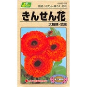 KS100シリーズ（草花） No.023 きんせん花 大輪咲・芯黒