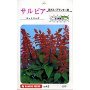 KS100シリーズ（草花） No.042 サルビア ホットジャズ